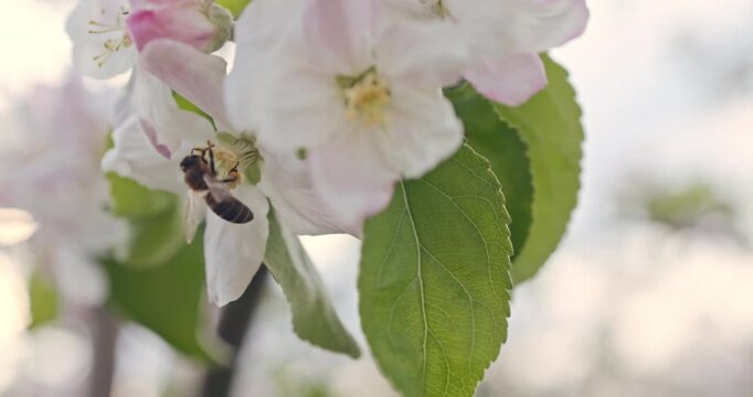 Flying honey bee collecting pollen from apple tree blossom, springtime and blooming flowers