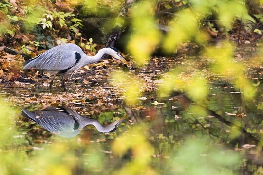Grey heron (Ardea cinerea) lying in wait for prey, water reflection, Hesse, Germany