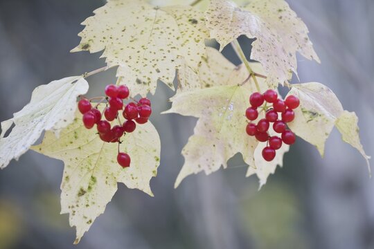 Guelder rose (Viburnum opulus) with fruits in autumn foliage, Rhineland-Palatinate, Germany