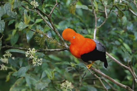 Male Andean cock-of-the-rock (Rupicola peruviana) in the Manu National Park cloud forest, Peruvian national bird, Peru, South America
