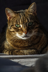 Kater schaut Richtung Kamera