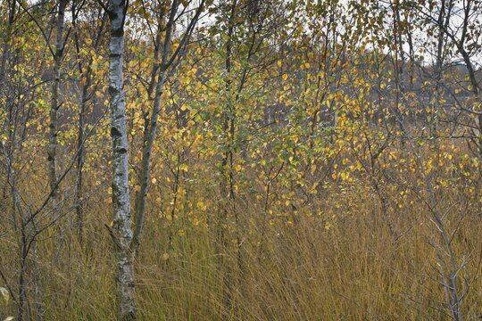 Warty birch (Betula pendula) in autumn foliage in a bog, province of Drenthe, Netherlands