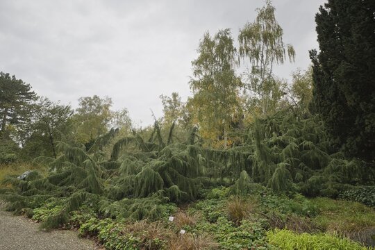 Juniper (Juniperus communis Horstmann), Berggarten Hannover, Lower Saxony, Germany