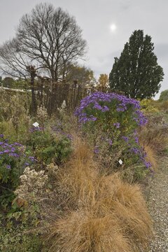 Asters (Aster) in mixed border, Berggarten Hannover, Lower Saxony, Germany