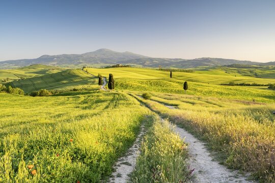 Path with cypresses (Cupressus) and fields near Terrapille, Pienza, Val dOrcia, Tuscany, Italy
