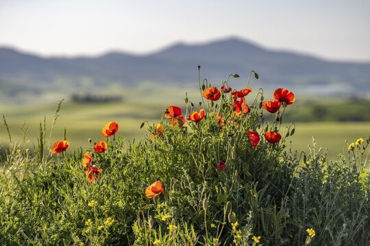 Poppy flowers (Papaver rhoeas) near Pienza, Val dOrcia, Tuscany, Italy