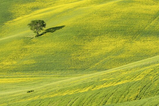 Hilly fields with a single tree near Pienza, Val dOrcia, Tuscany, Italy