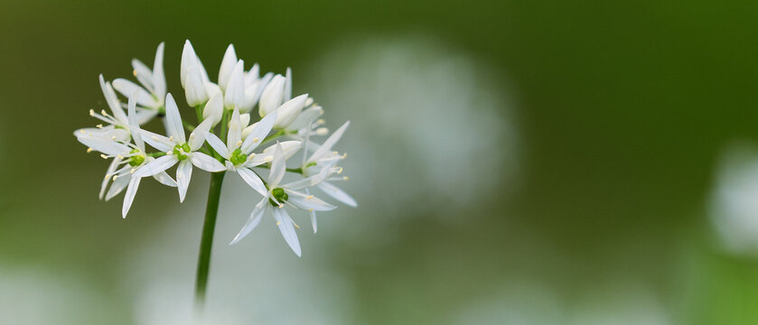 Panoramic banner of blooming wild garlic flowers (Allium ursinum blurred large copy space. Fresh spring nature header image suitable for ecology, organic food, herbal medicine and wellness design.