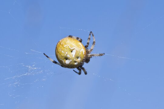 Four-spot orb weaver (Araneus quadratus), Emsland, Lower Saxony, Germany