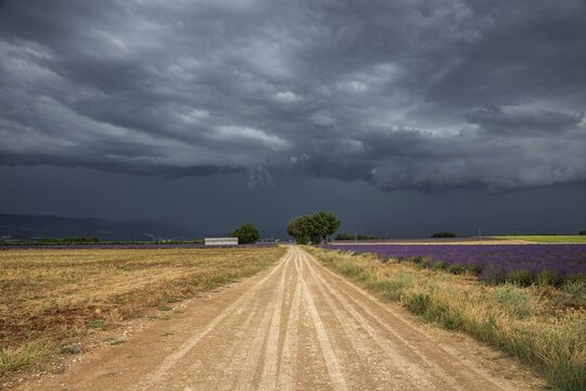 Gravel road through lavender field, flowering true lavender (Lavandula angustifolia), thunderstorm atmosphere, storm clouds, near Puimoisson, Provence, Provence-Alpes-Cote d Azur, South of France, France