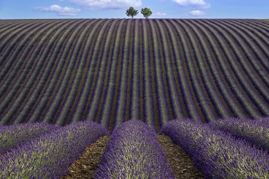 Two trees in an undulating lavender field, flowering true lavender (Lavandula angustifolia), D56, between Valensole and Puimoisson, Plateau de Valensole, Provence, Provence-Alpes-Cote d Azur, South of France, France