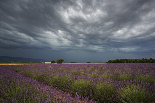 Lavender (Lavandula angustifolia) field, flowering real lavender, thunderstorm atmosphere, thunderclouds, near Puimoisson, Provence, Provence-Alpes-Cote d Azur, South of France, France