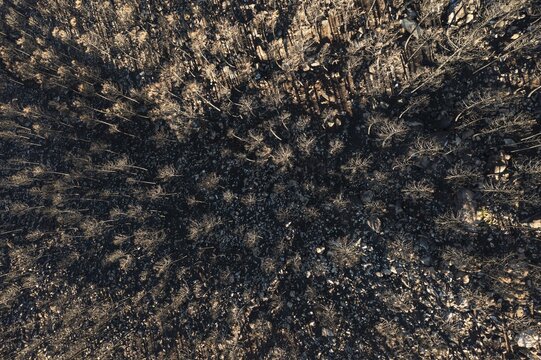 Burned Stone or Umbrella Pines (Pinus pinea) after a forest fire, aerial view, drone shot, Sierra Bermeja, M&aacute;laga Province, Andalusia, Spain