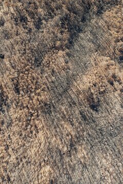 Burned Stone or Umbrella Pines (Pinus pinea) after a forest fire, aerial view, drone shot, Sierra Bermeja, M&aacute;laga Province, Andalusia, Spain