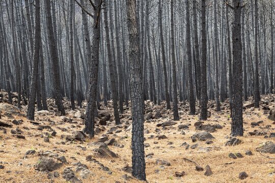 Burned Stone or Umbrella Pines (Pinus pinea) after a forest fire, Sierra Bermeja, M&aacute;laga Province, Andalusia, Spain