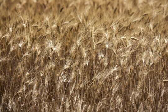 Ripe barley (Hordeum vulgare), Provence, France