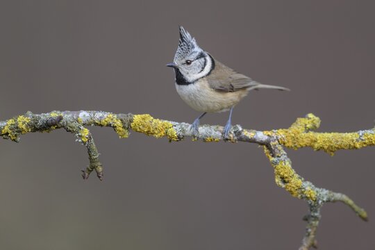Crested Tit (Lophophanes cristatus), on a branch covered with yellow lichen, Biosphere Reserve, Swabian Alb, Baden-W&uuml;rttemberg, Germany