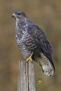 Common steppe buzzard (Buteo buteo), dark morph on pasture pole, biosphere reserve, Swabian Alb, Baden-W&uuml;rttemberg, Germany