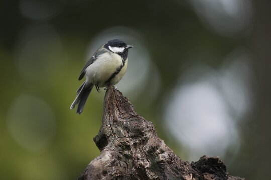 Great Tit (Parus major), Emsland, Lower Saxony, Germany