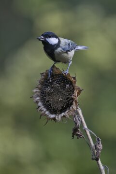 Great tit (Parus major) on sunflower, Emsland, NIedersachsen, Germany
