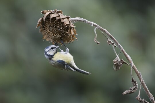 Blue Tit (Parus caerulea), Emsland, Lower Saxony, Germany