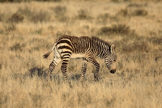 Cape Mountain Zebra (Equus zebra zebra), young, running, alert, Mountain Zebra National Park, Eastern Cape, South Africa