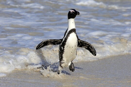 African penguin (Spheniscus demersus), adult, on the beach, coming out of the water, running, spreading wings, Boulders Beach, Simonstown, Western Cape, South Africa