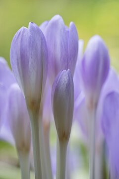 Meadow saffron (Colchicum autumnale), Emsland, Lower Saxony, Germany