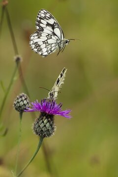 Checkered butterfly (Melanargia galathea) approaching brown knapweed (Centaurea jacea), Hesse, Germany