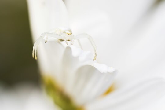 Goldenrod crab spider (Misumena vatia) in lurking position on daisy flower, Hesse, Germany