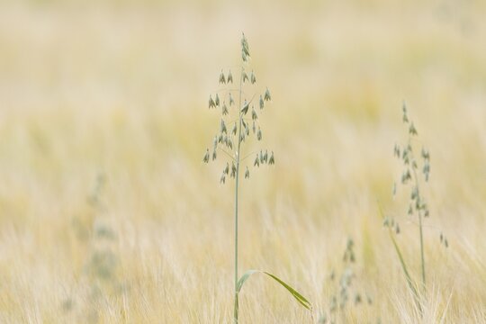 Oats (Avena sativa) in a barleys (Hordeum vulgare), Emsland, Lower Saxony, Germany