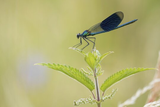 Banded demoiselle (calopteryx splendens), male on stinging nettle, Hesse, Germany
