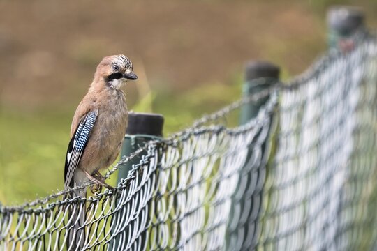 Eurasian Jay (Garrulus glandarius) sitting on fence post, Hesse, Germany