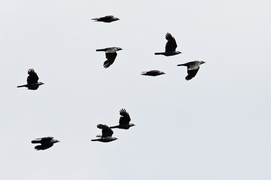Jackdaws (Corvus monedula), flying, Emsland, Lower Saxony, Germany