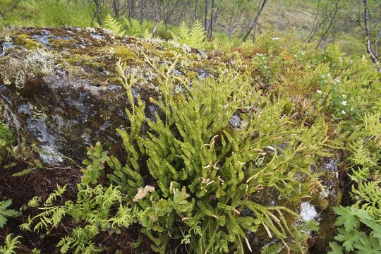 Marsh clubmoss (Lycopodiella inundata), Kvaloya, Norway