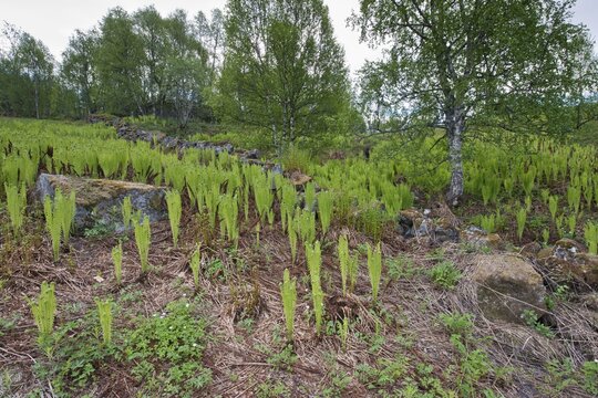 Ostrich fern (Matheucia strutiopteris), Lofoten, Norway