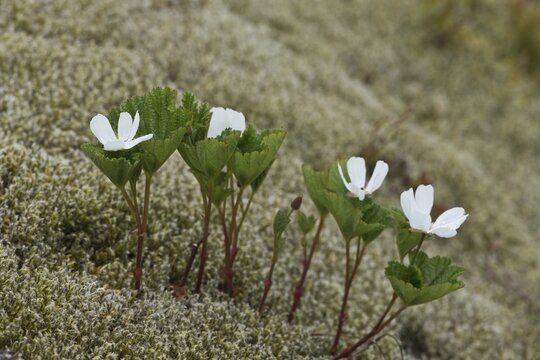 Cloudberry (Rubus chamaemorus), Lofoten, Norway
