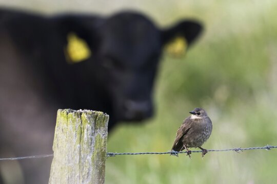 Starling, young bird (Sturnus vulgaris), sitting on barbed wire fence, cow in background, Hesse, Germany