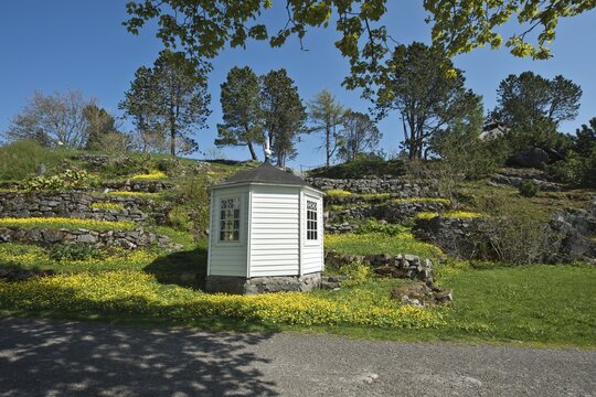 Garden with lesser celandine (Ranunculus ficaria) and hollow larkspur (Corydalis cava), Vagan, Lofoten, Norway