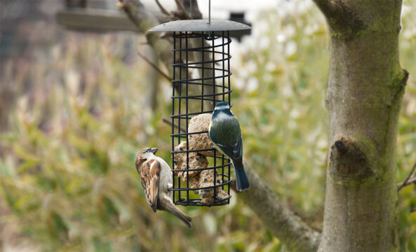 House sparrow and blue tit feeding together on a suet ball at a garden bird feeder