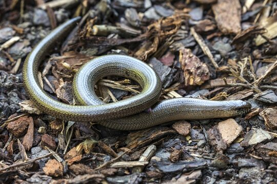 Slow worm (Anguis fragilis), Baden-W&uuml;rttemberg, Germany