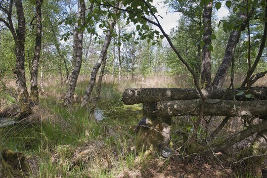 Moorland with birch trees (Betula pendula), Emsland, Lower Saxony, Germany