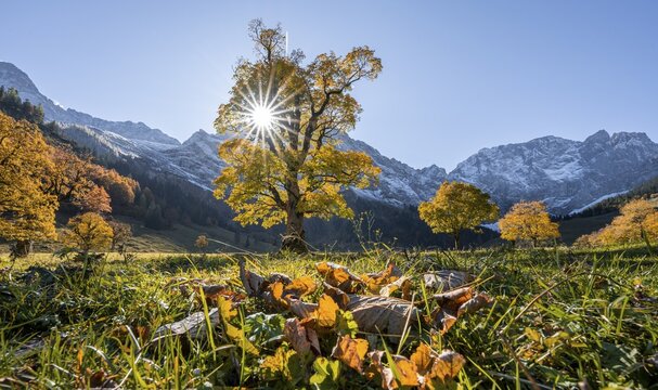 Sun star, Karwendel and Gro&szlig;er Ahornboden in autumn, yellow sycamore, Ri&szlig;tal in der Eng, Tyrol, Austria
