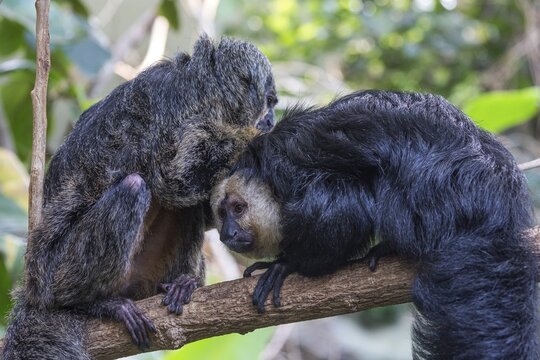 White-faced saki (Pithecia pithecia) or Blasskopfsaki, grooming, left female, right male, captive, Zoologischer Stadtgarten, Karlsruhe, Baden-W&uuml;rttemberg, Germany
