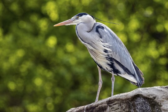 Grey heron (Ardea cinerea), also grey heron, Baden-W&uuml;rttemberg, Germany