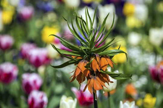 Flowering kaiser's crown (Fritillaria imperialis), Baden-W&uuml;rttemberg, Germany