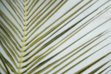 Close up of green palm leaf with linear pattern. Tropical botanical texture and natural abstract...