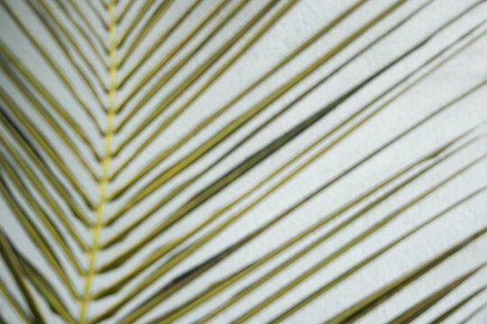 Close up of green palm leaf with linear pattern. Tropical botanical texture and natural abstract background.