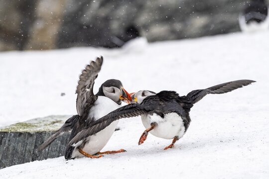 Puffin (Fratercula arctica) in winter in snow, fighting, Hornoya Island, Horn&oslash;ya, Vard&oslash;, Varanger Peninsula, Troms og Finnmark, Norway