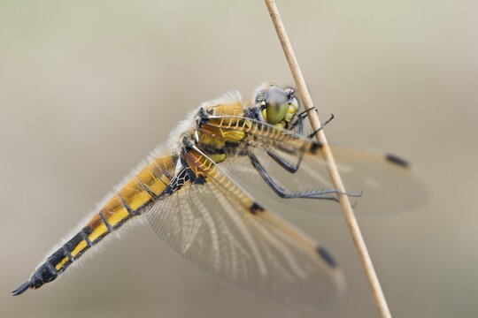 Four-spotted chaser (Libellula quadrimaculata), Emsland, Lower Saxony, Germany